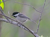 Black-Capped Chickadee